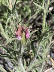 Cordylanthus kingii helleri