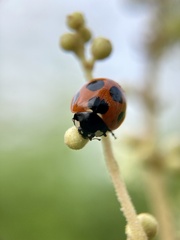 Coccinella septempunctata