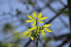 Handroanthus impetiginosus