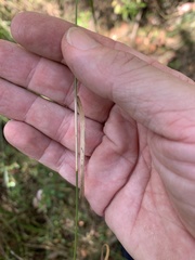 Eriachne pallescens