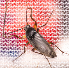 Androchirus erythropus