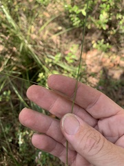 Eriachne pallescens
