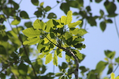 Handroanthus impetiginosus