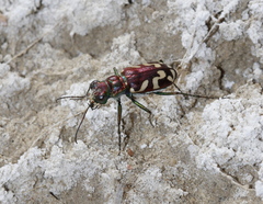 Cicindela fulgida