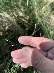 Eriachne pallescens