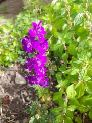 Consolida orientalis