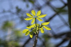 Handroanthus impetiginosus