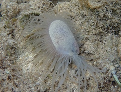 Limaria pellucida