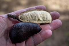 Hymenaea