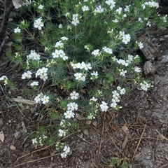 Leptosiphon nuttallii