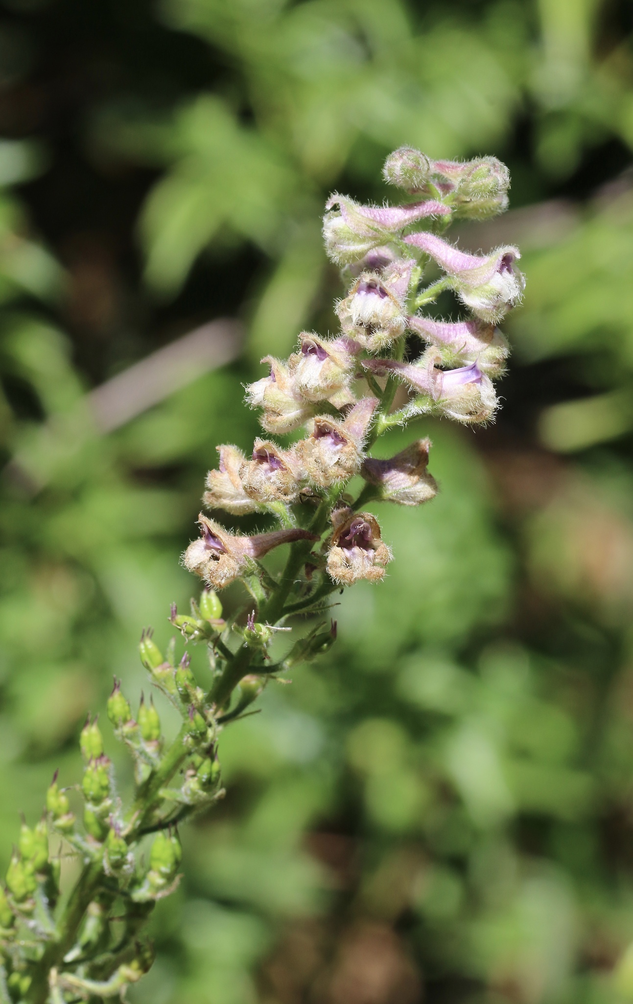 Delphinium californicum ssp. californicum
