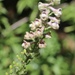 Delphinium californicum californicum - Photo (c) Morgan Stickrod, μερικά δικαιώματα διατηρούνται (CC BY-NC), uploaded by Morgan Stickrod