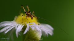 Phaneroptera nigroantennata