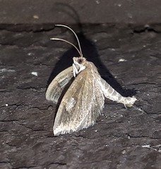 Perispasta caeculalis