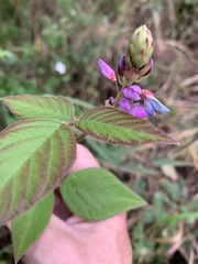 Desmodium intortum