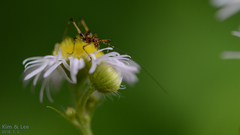 Phaneroptera nigroantennata