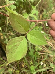 Desmodium intortum