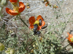 Acmaeodera condita