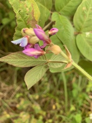 Desmodium intortum