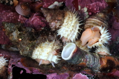 Trichotropis cancellata