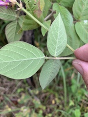 Desmodium intortum