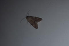 Heliothis nubigera