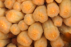 Aplidium coei