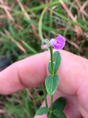 Rostellularia adscendens