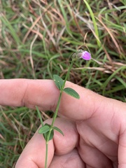 Rostellularia adscendens