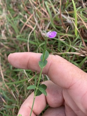 Rostellularia adscendens
