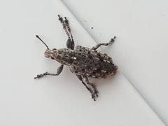 Ithycerus noveboracensis