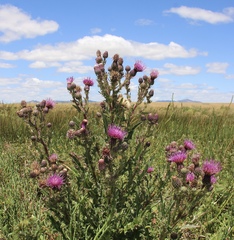 Cirsium hydrophilum hydrophilum