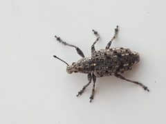 Ithycerus noveboracensis