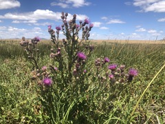 Cirsium hydrophilum hydrophilum