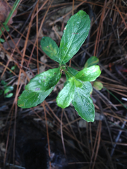 Dyschoriste oblongifolia