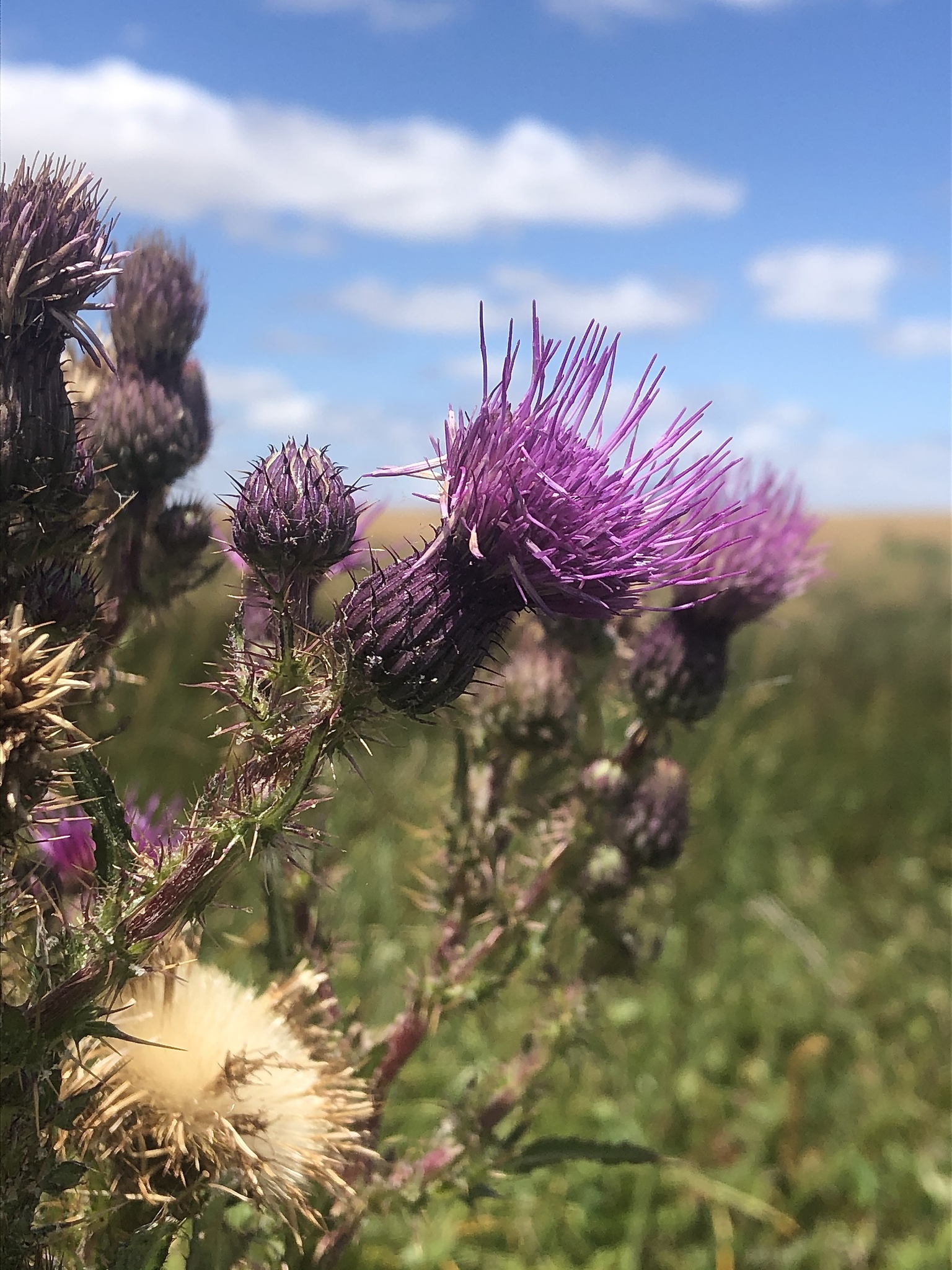 Cirsium hydrophilum
