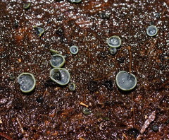 Chlorosplenium