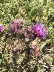 Cirsium hydrophilum hydrophilum