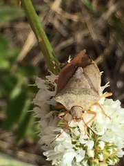 Euschistus servus euschistoides