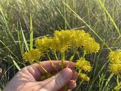 Polygala ramosa