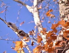 Callosciurus erythraeus