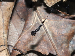 Latrodectus variolus