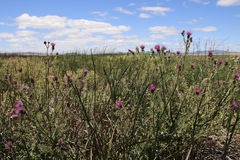 Cirsium hydrophilum hydrophilum