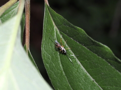 Sphelodon phoxopteridis