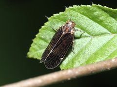 Pentastiridius cinnamomeus