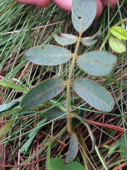 Tephrosia spicata