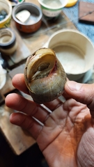 Megalobulimus lorentzianus