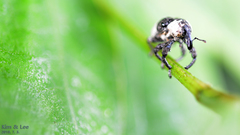 Sternuchopsis trifida