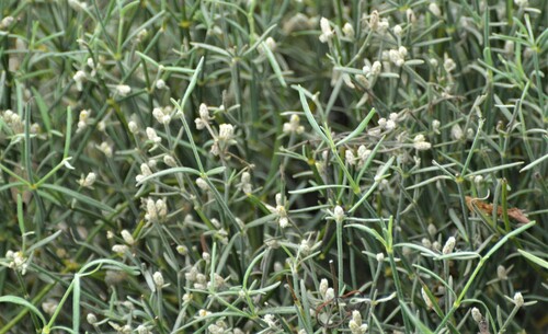 Alternanthera flavicoma observed 2017-02-01