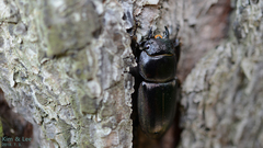 Serrognathus titanus castanicolor